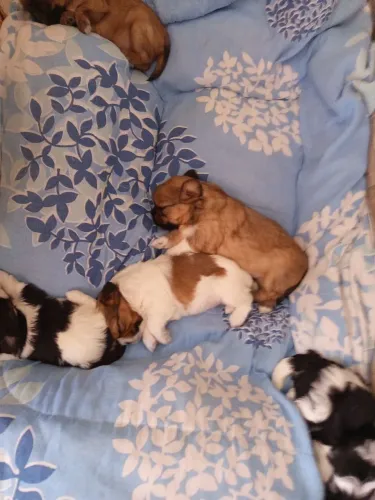 Cachorrinho Shitzu