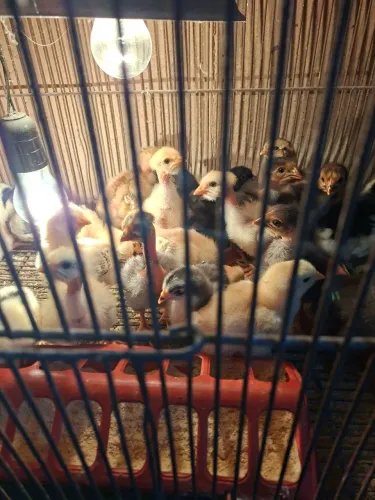 Pintinhos de GSB e Polaco Balão