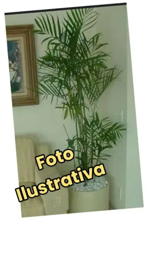 1MUDA DE PALMEIRA CHAMAEDOREA ELEGANNS