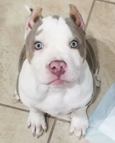 Filhote Pitbull disponível branco e cinza 