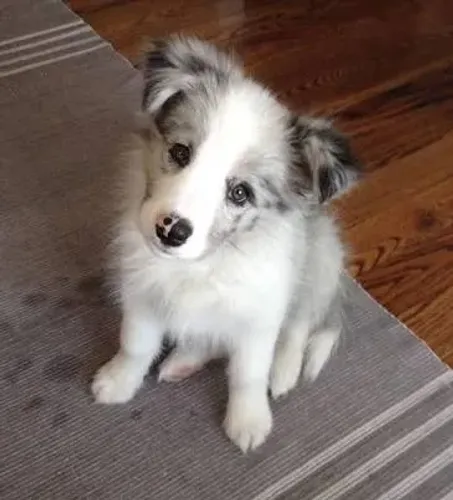 Border collie Blue Merle/red merle/preto e branco/chocolate