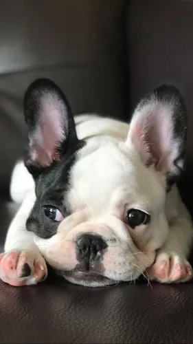 Filhote de Bulldog Francês - Fofo e Charmoso!