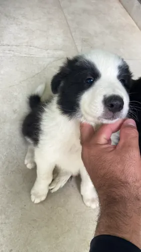 Filhotes de border collie 