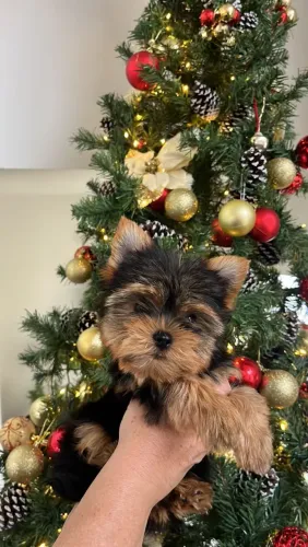 Filhotes de yorkshire Macho