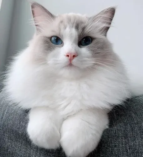 Filhote de Ragdoll à venda! 