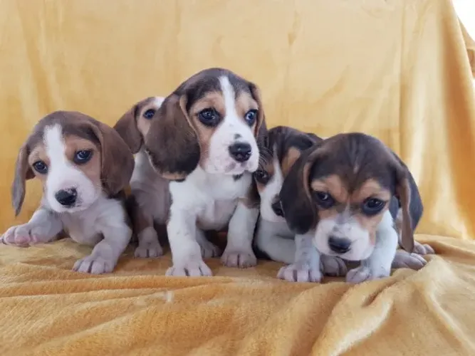 Ninhada -  Fêmeas de beagle tricolor com 55 dias  vacinadas e disponível em loja -Alberto