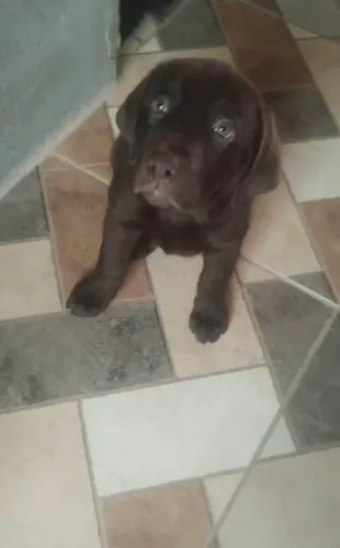 Labrador creme, preto e chocolate 