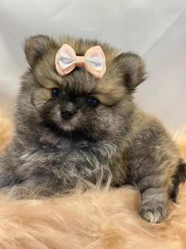 Spitz alemão- Como não se apaixonar por uma raridade dessa?
