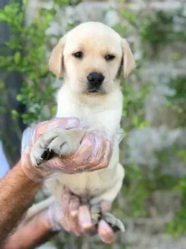 Labrador Todas as raças com ganratia total de saude e veterinario gratuito.