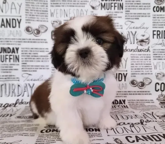 Filhotes de Shih tzu | O filhote que você sonhava!
