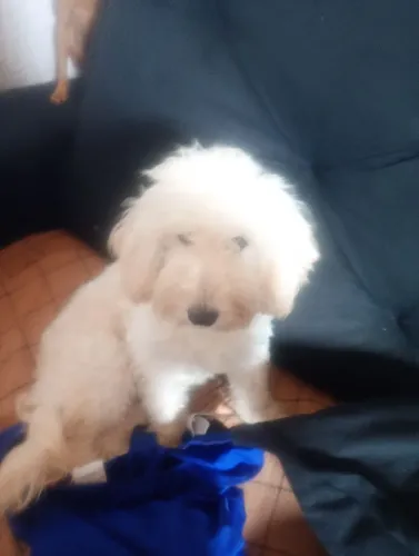 cachorro poodle