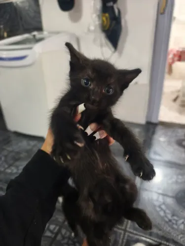 gatinhos para adoção