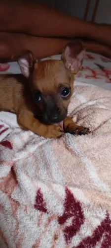 Pinscher Filhote N° 1