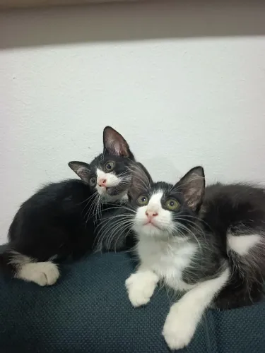 Doação de gatos