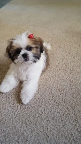 Shih Tzu  Um cachorrinho lindo com muito carinho para oferecer