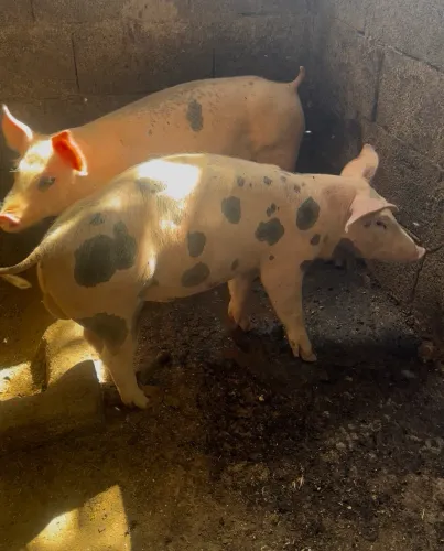Leitão 4 meses