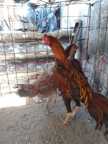 Casal indiano de raça 300$