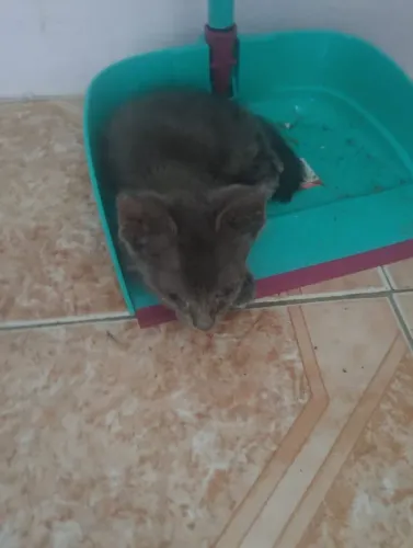 filhote para a doação responsável