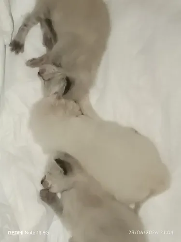 Gatinhos 