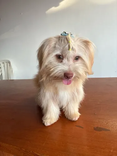 Filhote lhasa