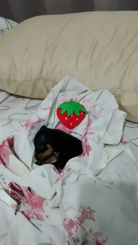 Vende -se filhote de Pinscher Fêmea