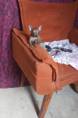Chihuahua