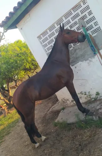 Égua sem registro