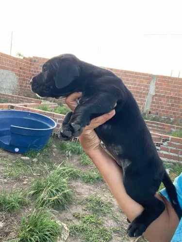 Cane Corso