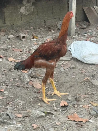 Vendo frango e galinha índio gigante original( entrego)