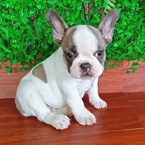 Bulldog Francês : Filhotes Disponíveis