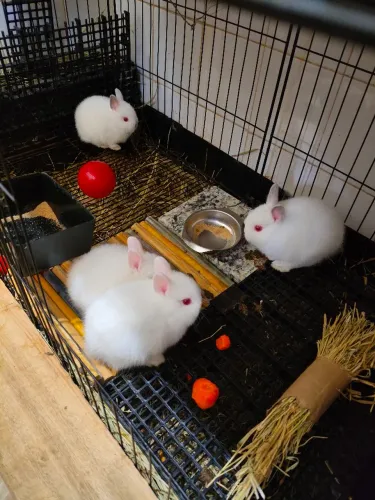 Mini coelhos Netherland Dwarf padrão Show