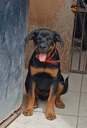 Rottweiler macho Filhote 