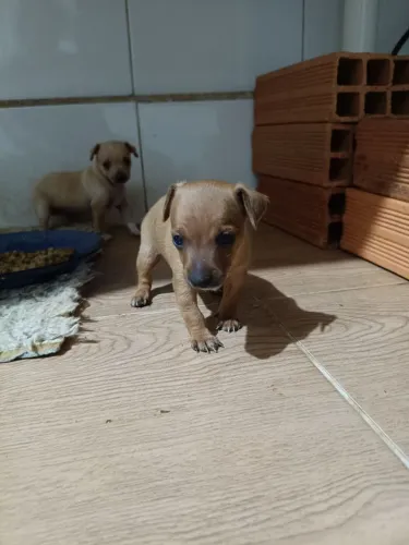 Vendo filhotes de cachorro pinscher fêmea