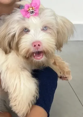 Cachorro lhasa (albina) 6meses
