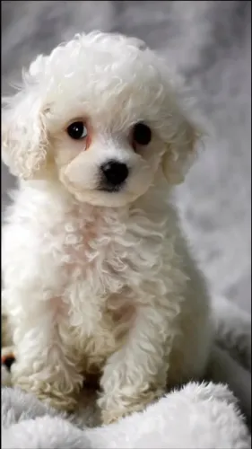 Seu próximo amigo pode ser poddle