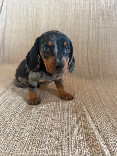 dachshund salsichinha 