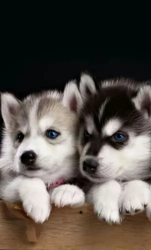 Filhote de Husky!!!! O Melhor Presente Que Você Pode Ter Vem Com Quatro Patas!