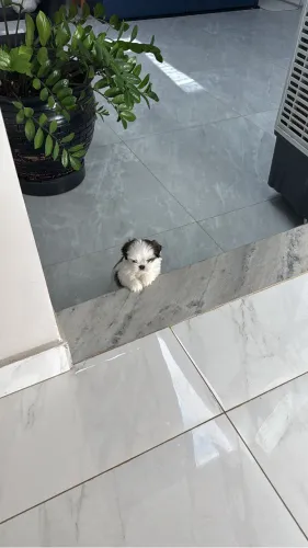 Vendo uma cachorra fêmea shitzu com 41 dias porte pequeno