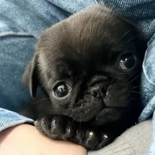 Neném pug saudável de linhagem especial selecionada
