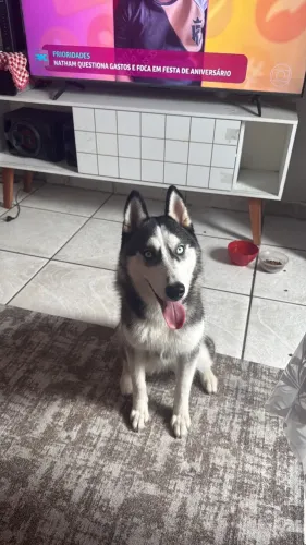 Husky siberiano fêmea 10 messes 