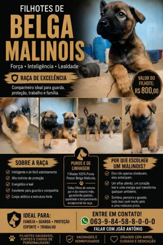 Venda de filhotes malinos 