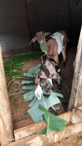 cabrita pequena e o filhote 500,00 é a mãe 600