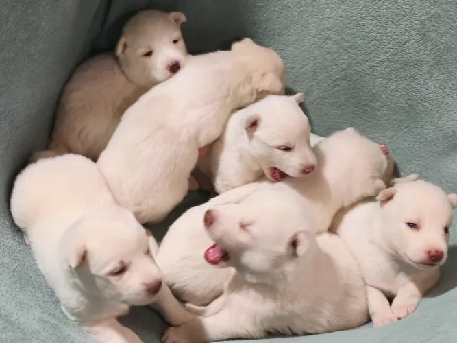 Filhotes de Husky Siberiano Albino - Raça Pura