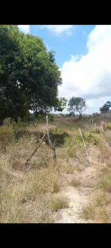 Vendo sítio sem casa porém muito grande pra vc q deseja investir