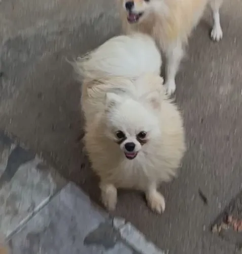 Spitz Alemão Machos Adultos
