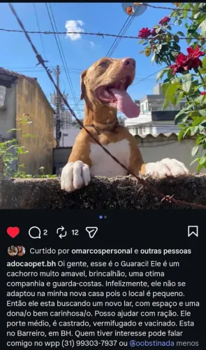Doação cachorro