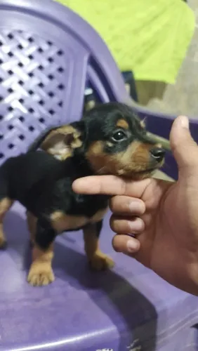Filhotes terrier macho SRD