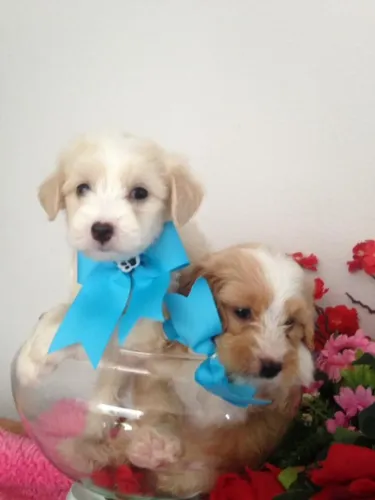 Lindos doguinhos machinhos caminha brinde