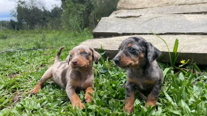 Basset dachshund arlequim