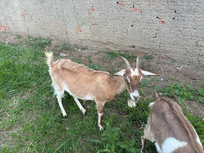 Cabras